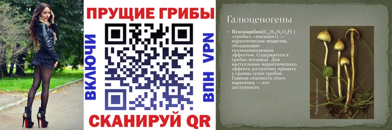 Псилоцибиновые грибы Cubensis  Купить закладки  Иланский 